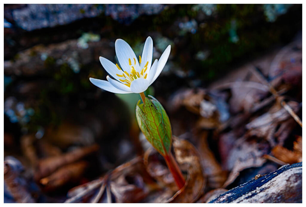 Bloodroot Bloom A close-up of a Bloodroot in bloom.
