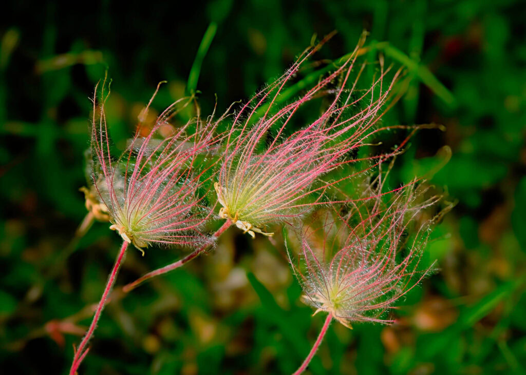 Wild Prairie Smoke – Geum Triflorum Wild Prairie Smoke Flower Geum Triflorum from Chaumont Barrens