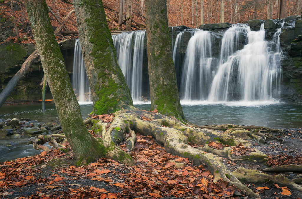 Exposed Roots at Great Gully Waterfall at Great Gully that has Exposed Tree Roots along the Creek Bed