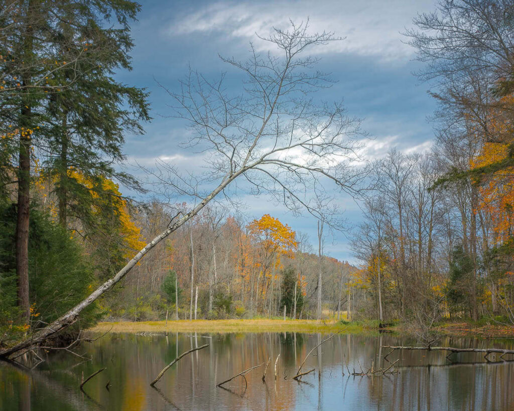 Fall Color at the Beaver Pond leaning tree over a beaver pond during autumn