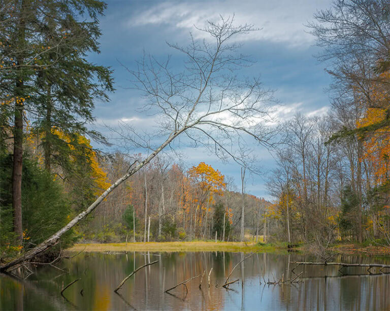 finished swamp image with leaning tree and different crop.
